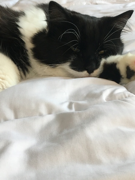 Chez Ollie - The Not My Cats of many colours edition - All welcome