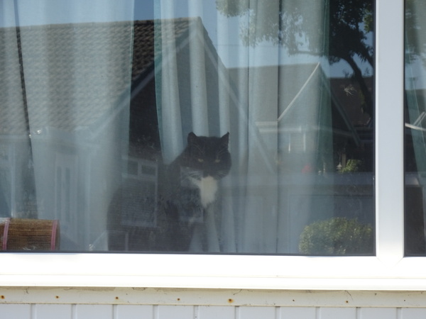 Picture of my new cat