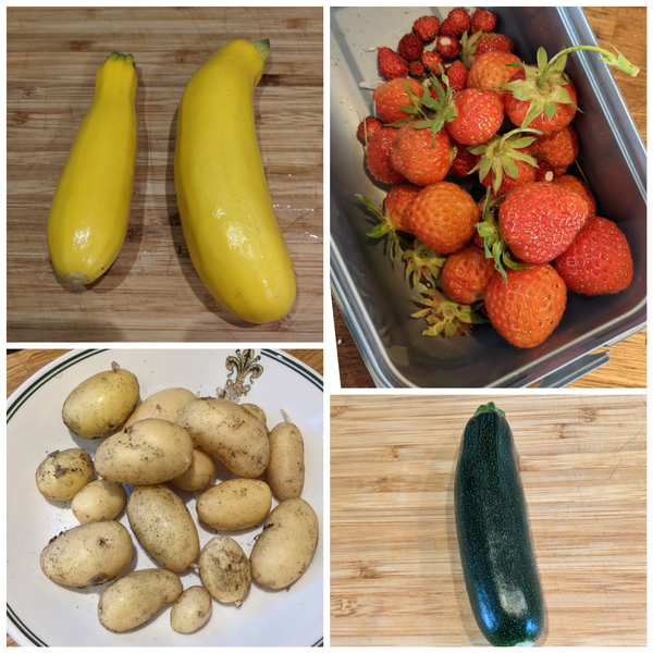 Allotment/Veg Patch Thread 16  Weather weirdness prevails !