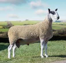 To think people crying ‘Freedom’ today are stupid sheep…