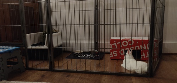 PTS my little grey furball