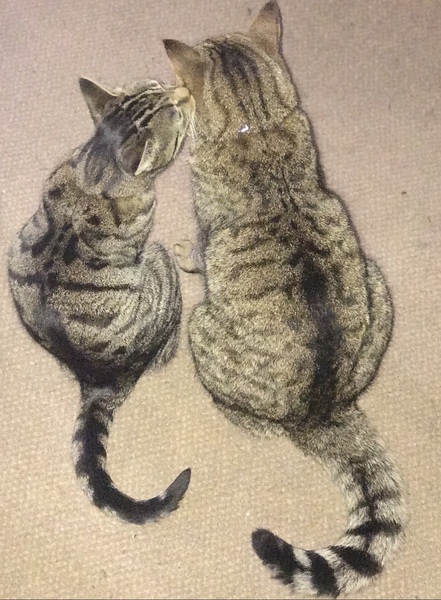 Cat flaps - help!