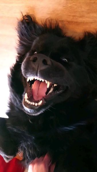 What's your dream breed?