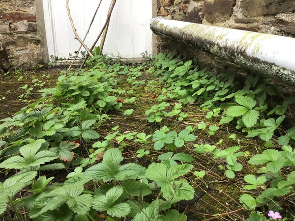 Another mystery plant