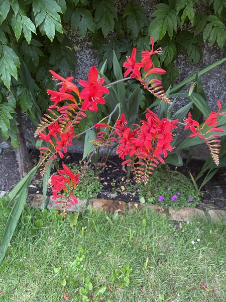 Mystery plant