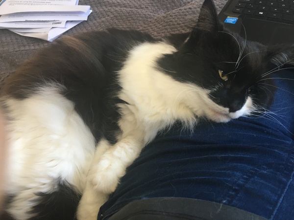 Chez Ollie - The Not My Cats of many colours edition - All welcome