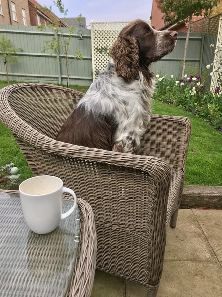 Does your dog sit like this?
