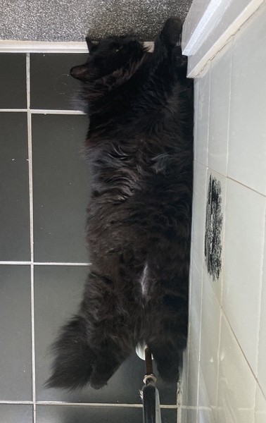 Chez Ollie - The Not My Cats of many colours edition - All welcome