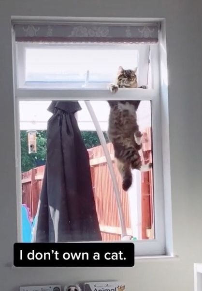 Rescue cat coming tomorrow