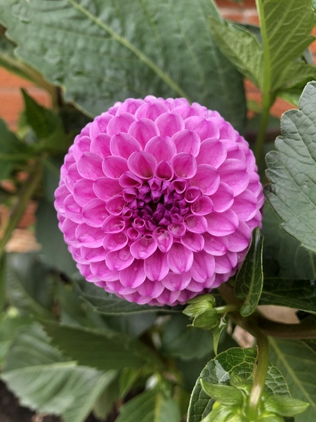 First time growing Dahlias . . .