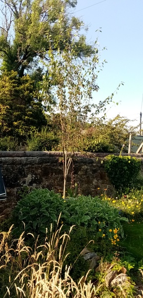 Show me your Amelanchier trees please