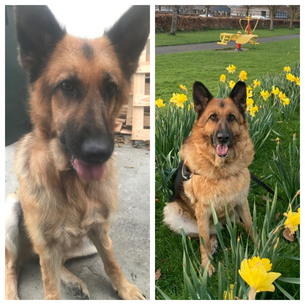 Desperate for a dog - advice please