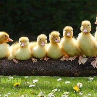 What does "getting your ducks in a row" look like?