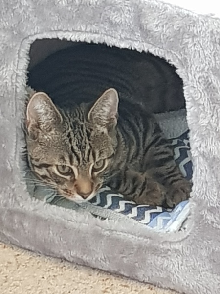 New kitten - How long to keep in 1 room