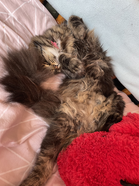Chez Ollie - The Not My Cats of many colours edition - All welcome
