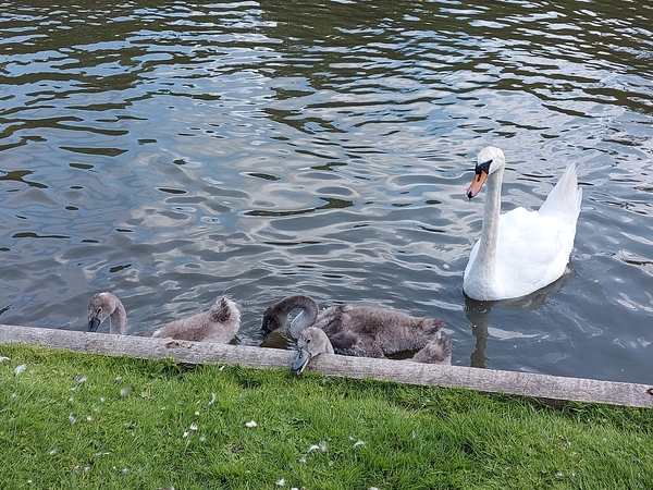ADs shelter in The Sleeping Swans and have a group hug