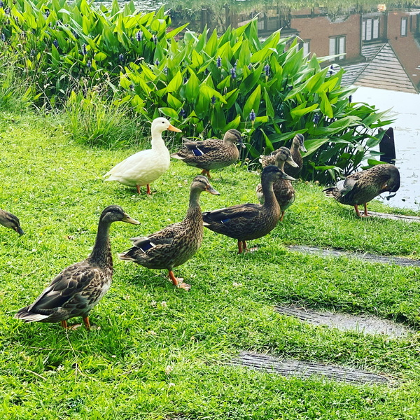 Duck Tales! (Still not what I expected to wake up to this morning)