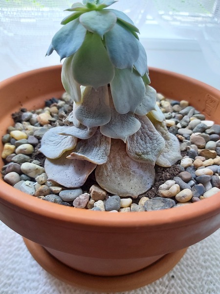 Can anyone give me advice on my succulent plant please??