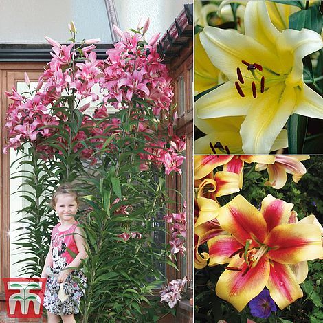 To put weedkiller in a water pistol and nuke neighbours lillies?