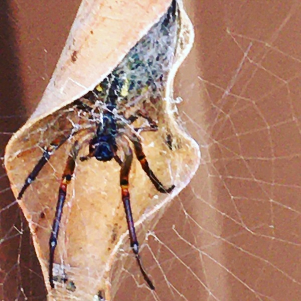 Can someone explain the reasons behind these differences between Americans and Brits?