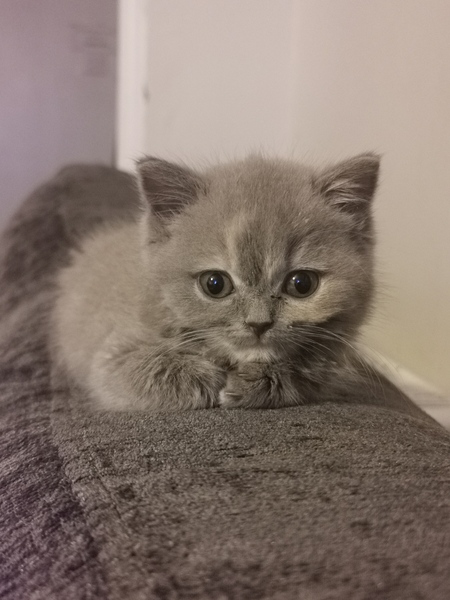 Help with neglected (?) kitten