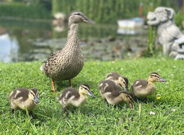 Duck Tales! (Still not what I expected to wake up to this morning)