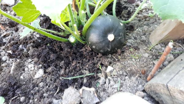 Black squash?