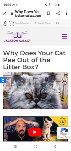 To insist the cat goes back to the RSPCA?