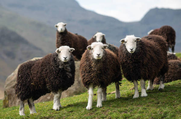 To think people crying ‘Freedom’ today are stupid sheep…