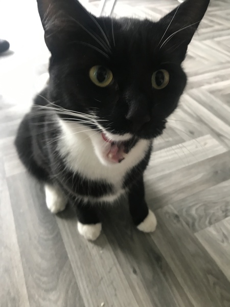 I’ve got a cat on my bed and I don’t own a cat