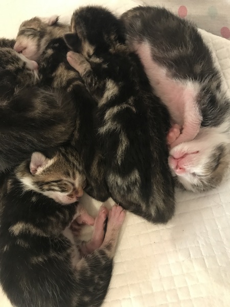 Newborn kittens arrived today!