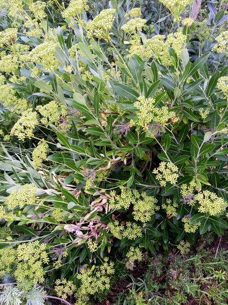 Another plant ID