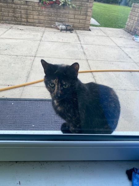 I love it when cats…