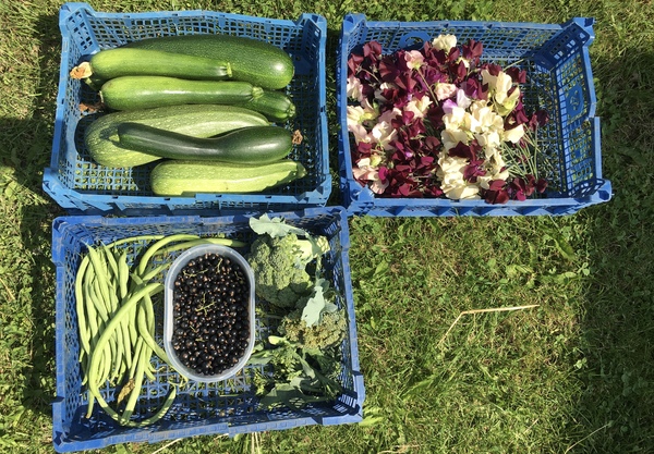 Allotment/Veg patch Thread 17 - onwards and upwards