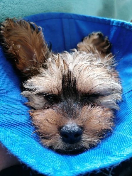 Puppy with amputated leg..