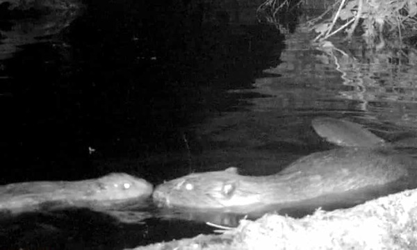 Racist abuse of Saka, Sancho and Rashford after penalty misses