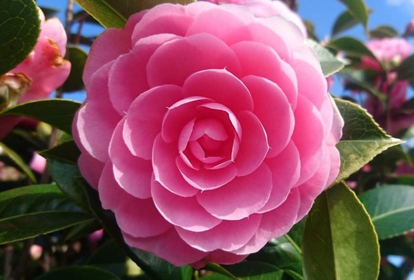 What is this flower?