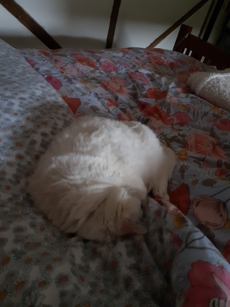What's your DCat up to today? (Thread 8)