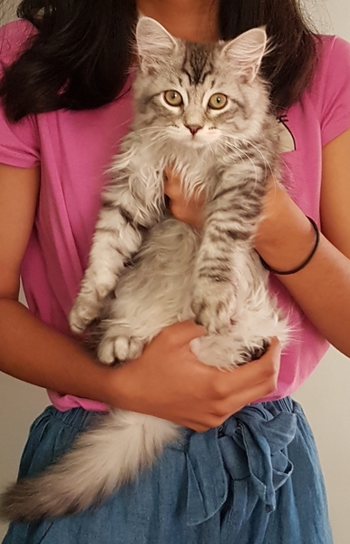 Come one! Come all! New kitten pics