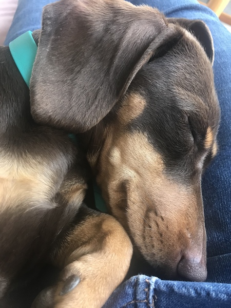 What's your dream breed?