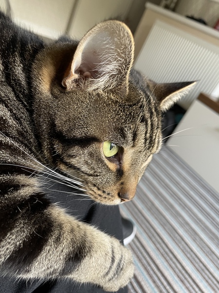 Chez Ollie - The Not My Cats of many colours edition - All welcome