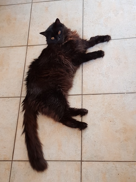 Chez Ollie - The Not My Cats of many colours edition - All welcome