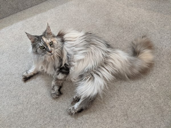 Elderly Maine Coon is in pain - what next?