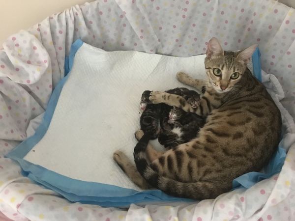 Newborn kittens arrived today!