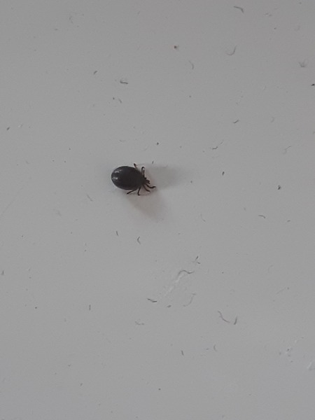 My First Tick!