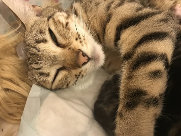 Newborn kittens arrived today!
