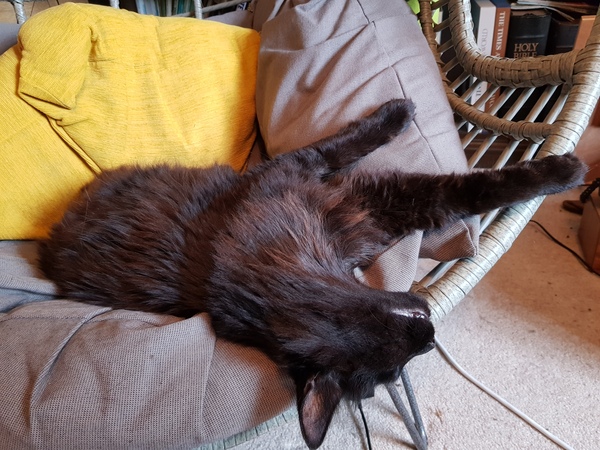 What's your DCat up to today? (Thread 8)