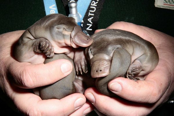 AIBU to be heartbroken the cleaner ruined my platypus?