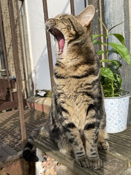 What's your DCat up to today? (Thread 8)