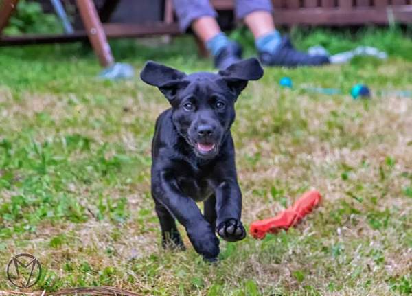 Puppy Survival Thread - June/July